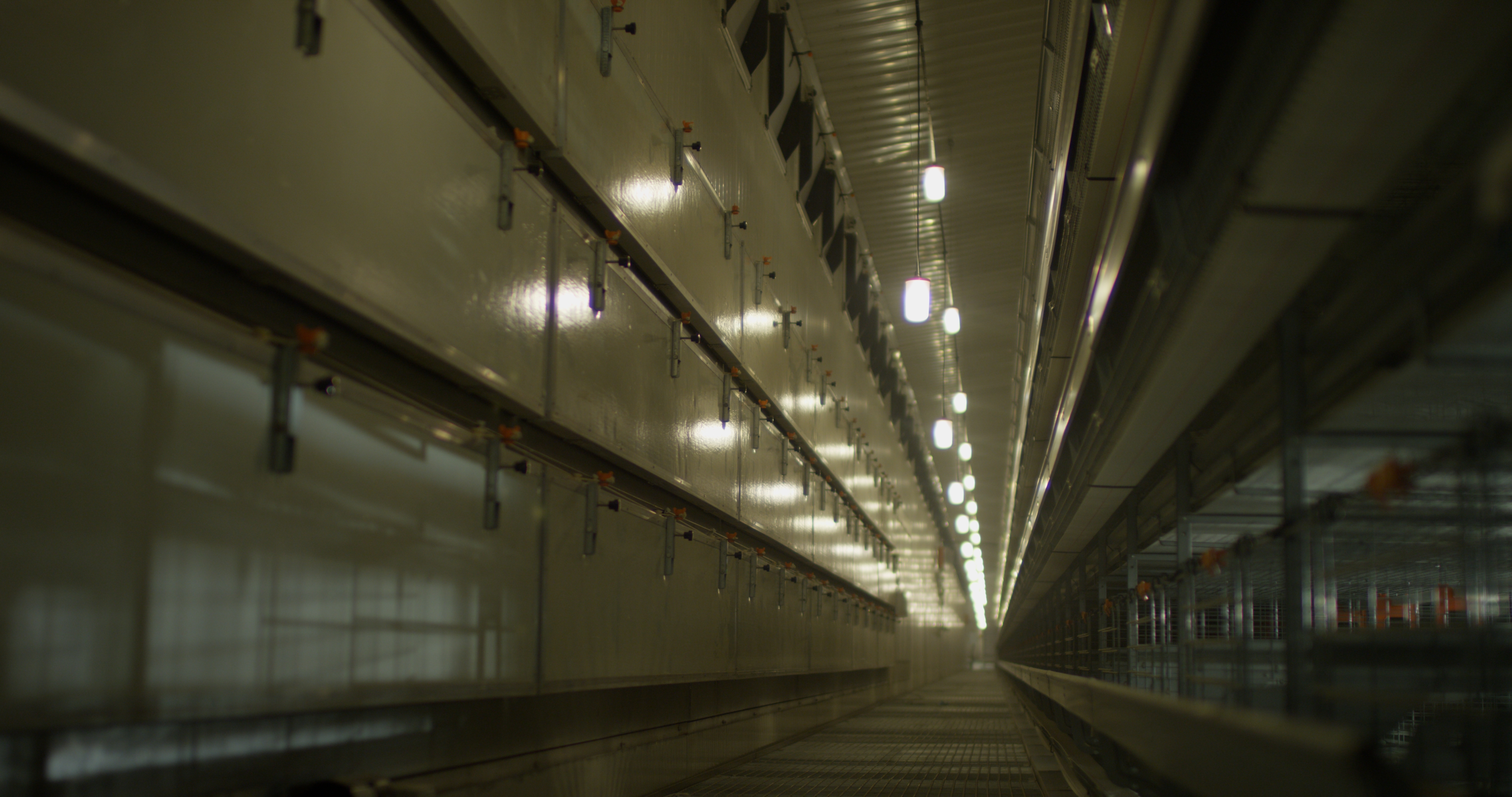 无抗鸡蛋行业趋势