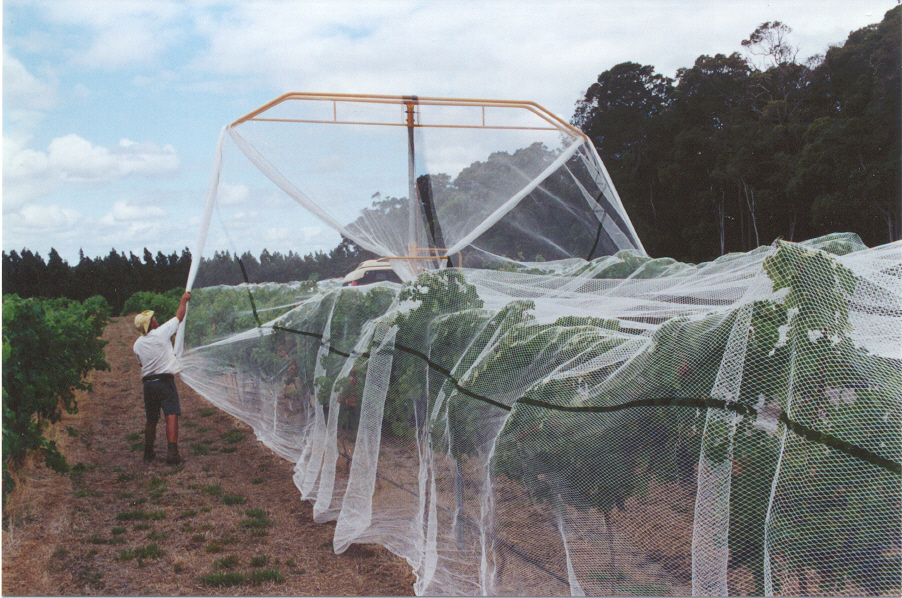 防鸟网细节展示