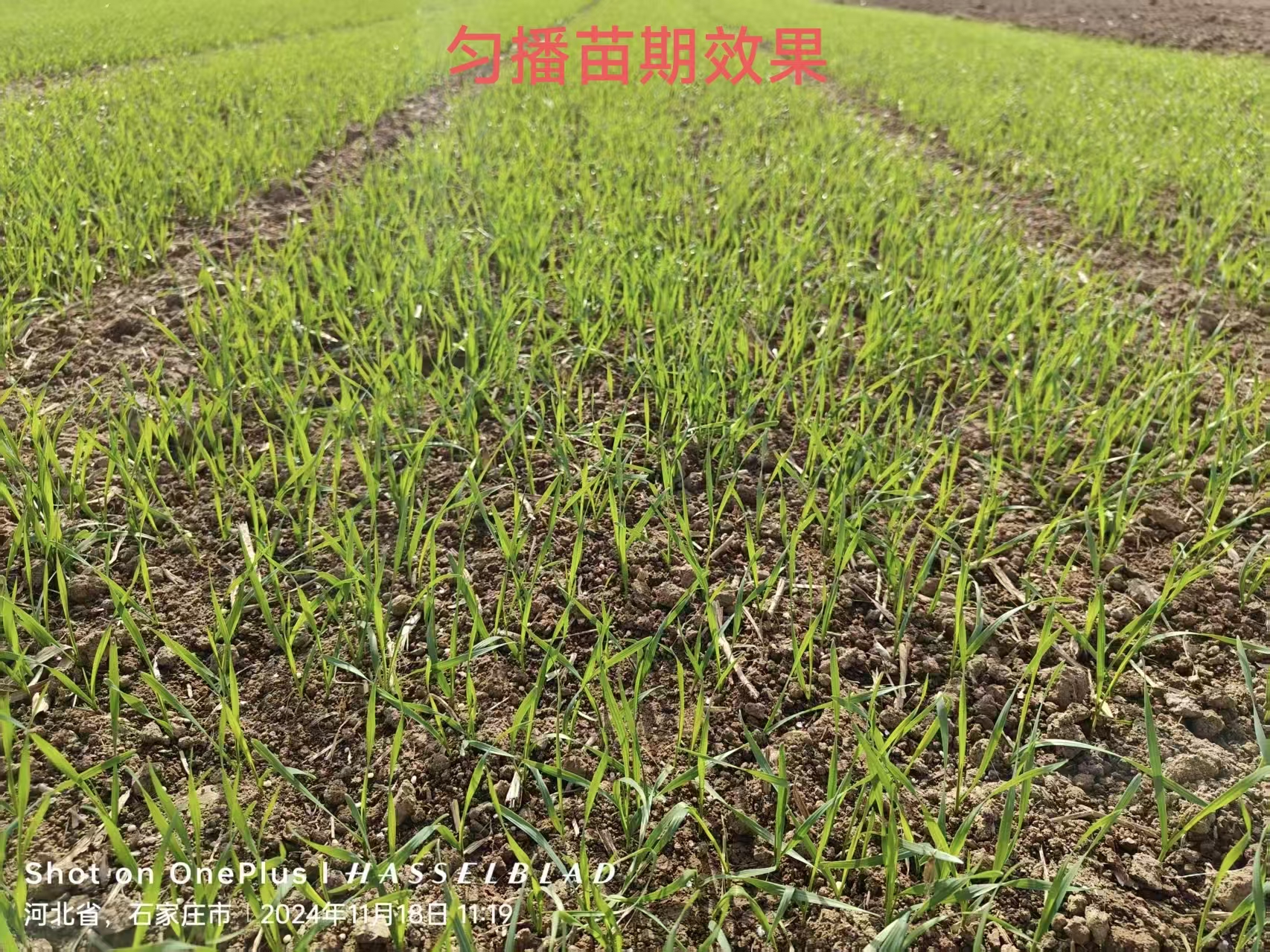 匀播苗期效果.jpg