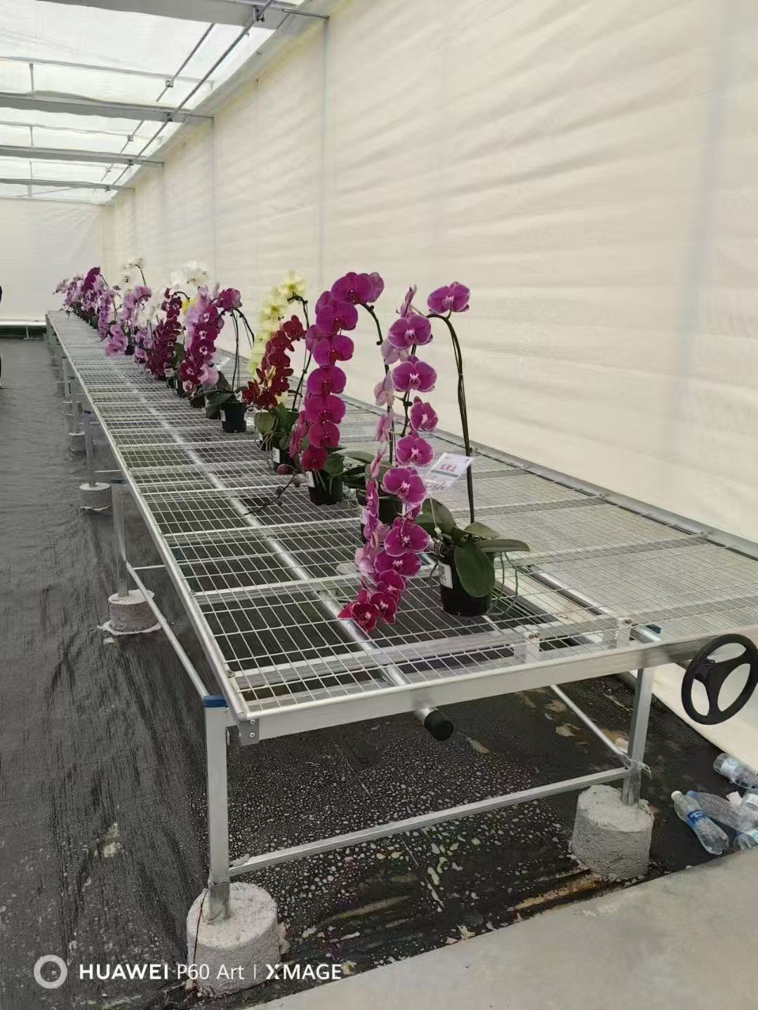 现代化温室中的苗床应用