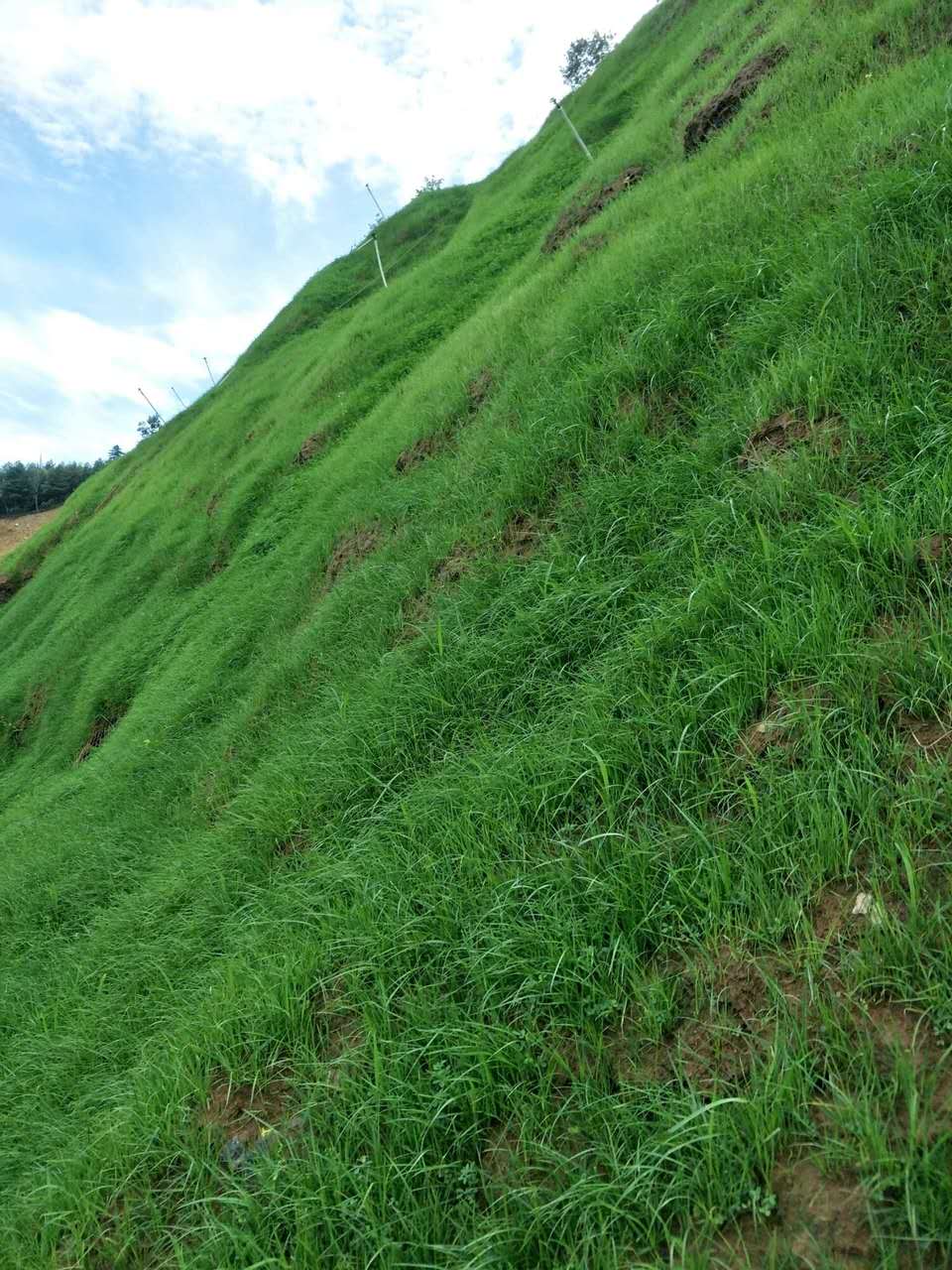 生态修复成果展示