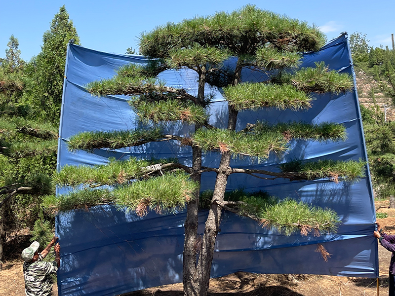 绿艺观光生态园大型造型松基地实景