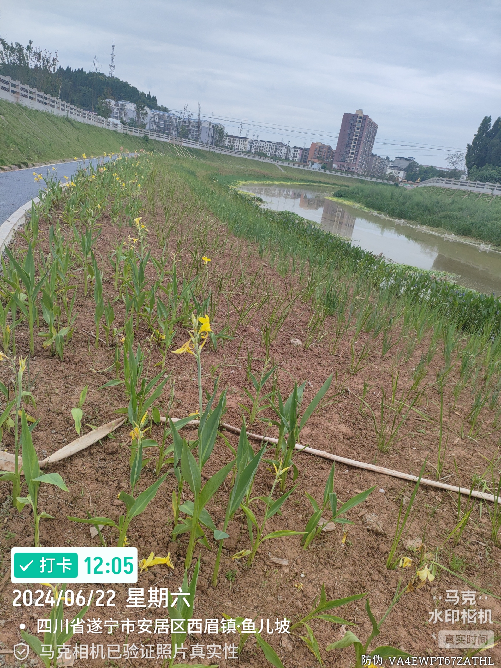 水葱在生态工程中的应用