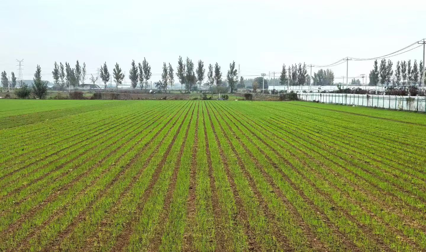 宽幅匀播效果图