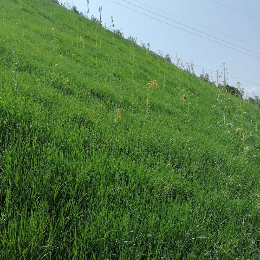 安平县丰实丝网制品有限公司客土喷播施工案例