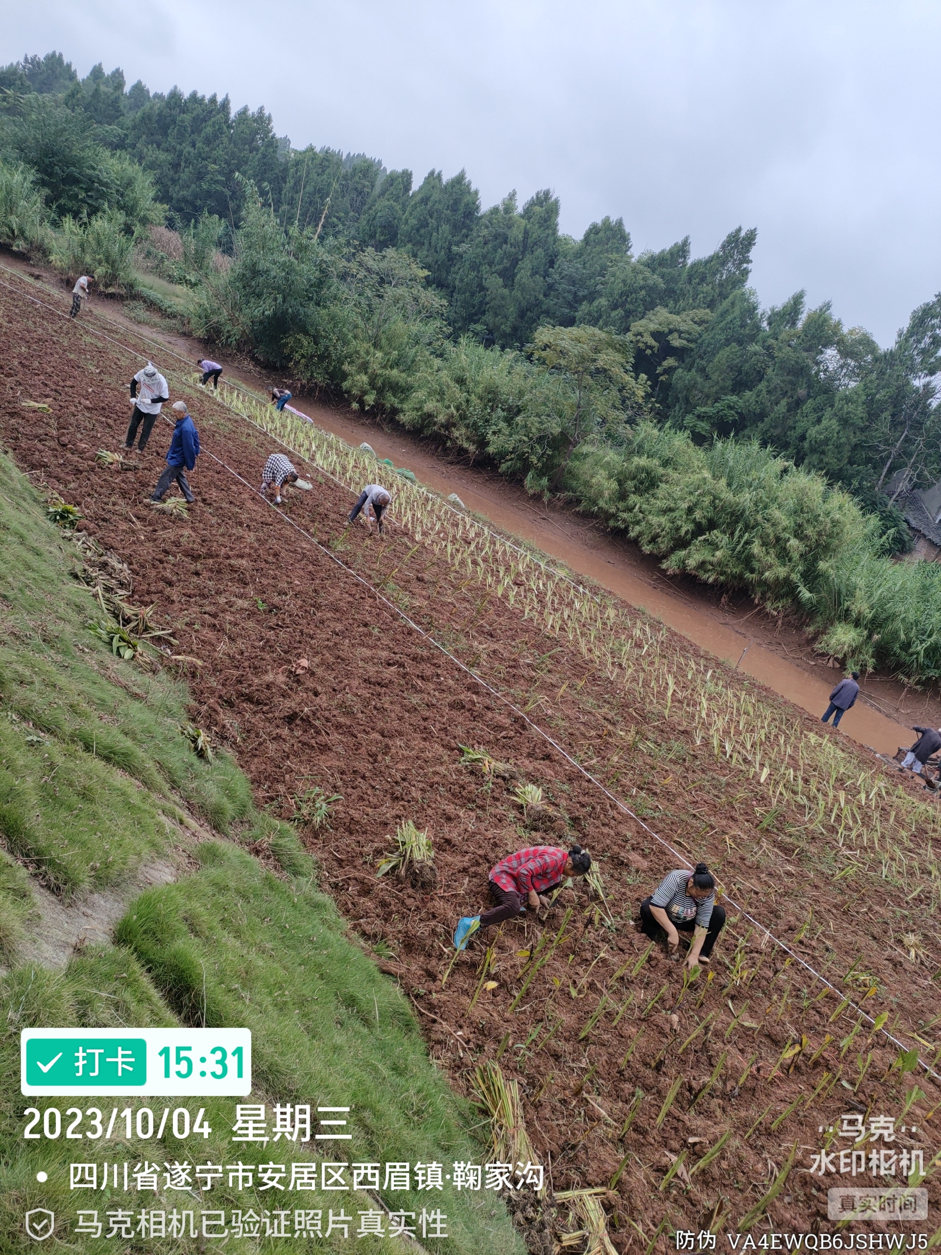 多样化浮水植物群落