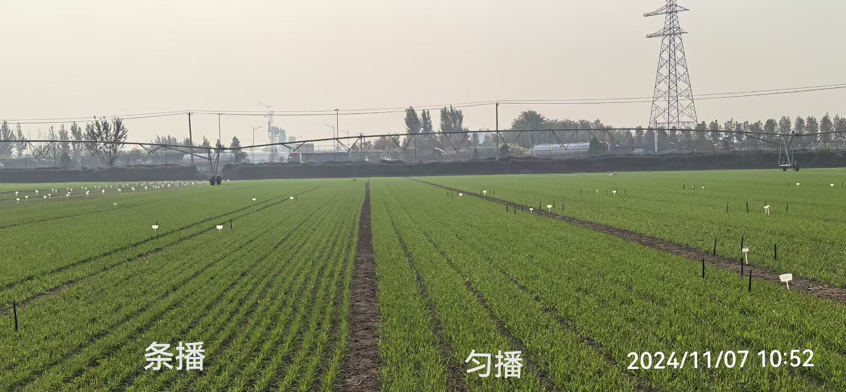 条播与匀播对比图