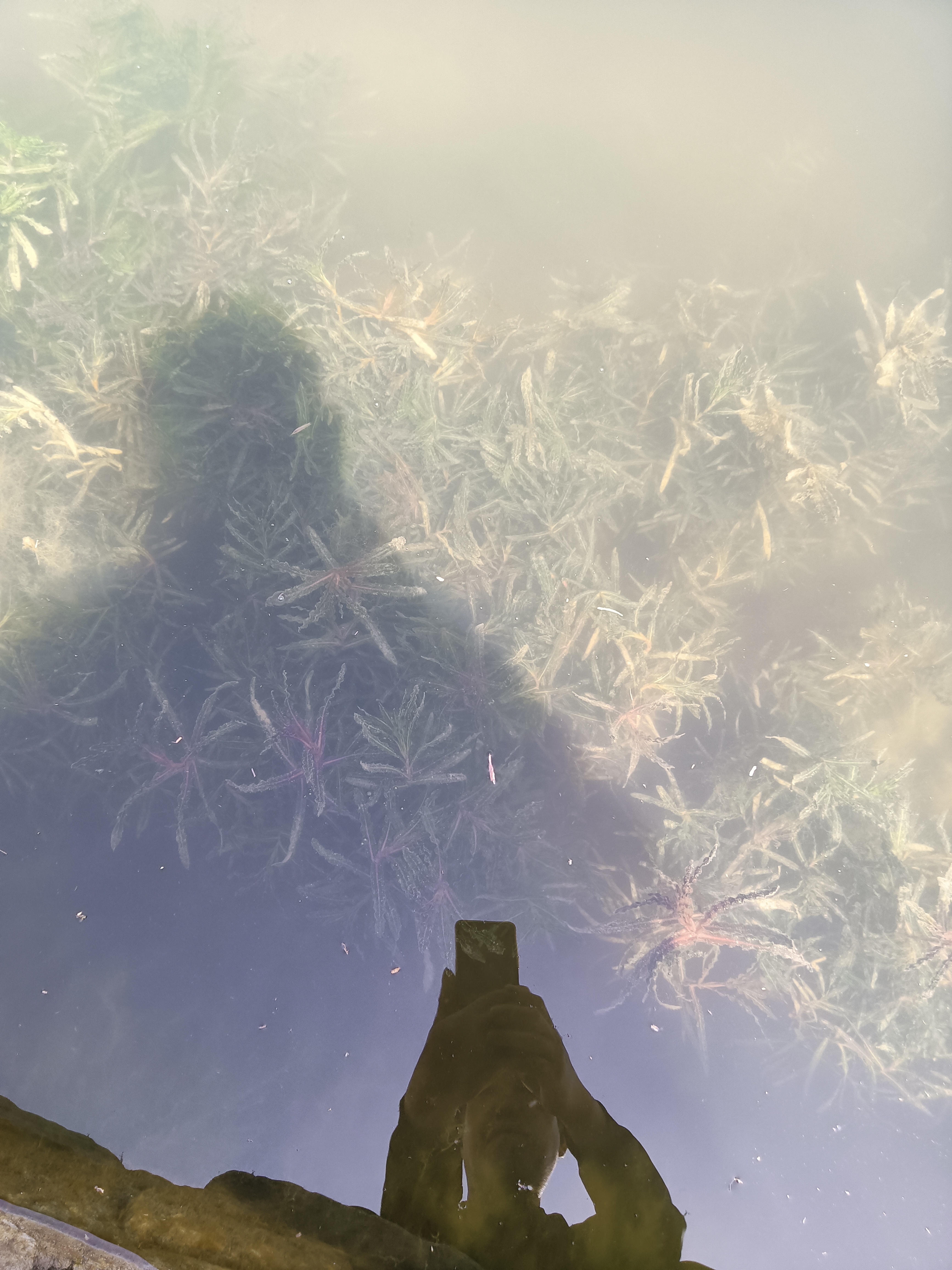 白洋淀千亩培育基地实景