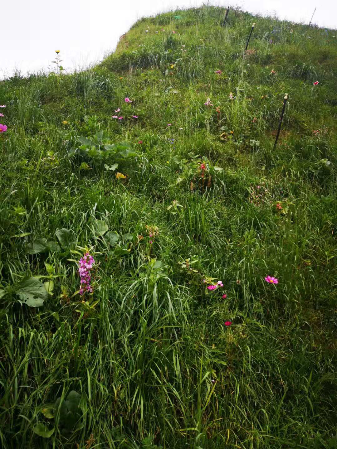 生态修复技术施工