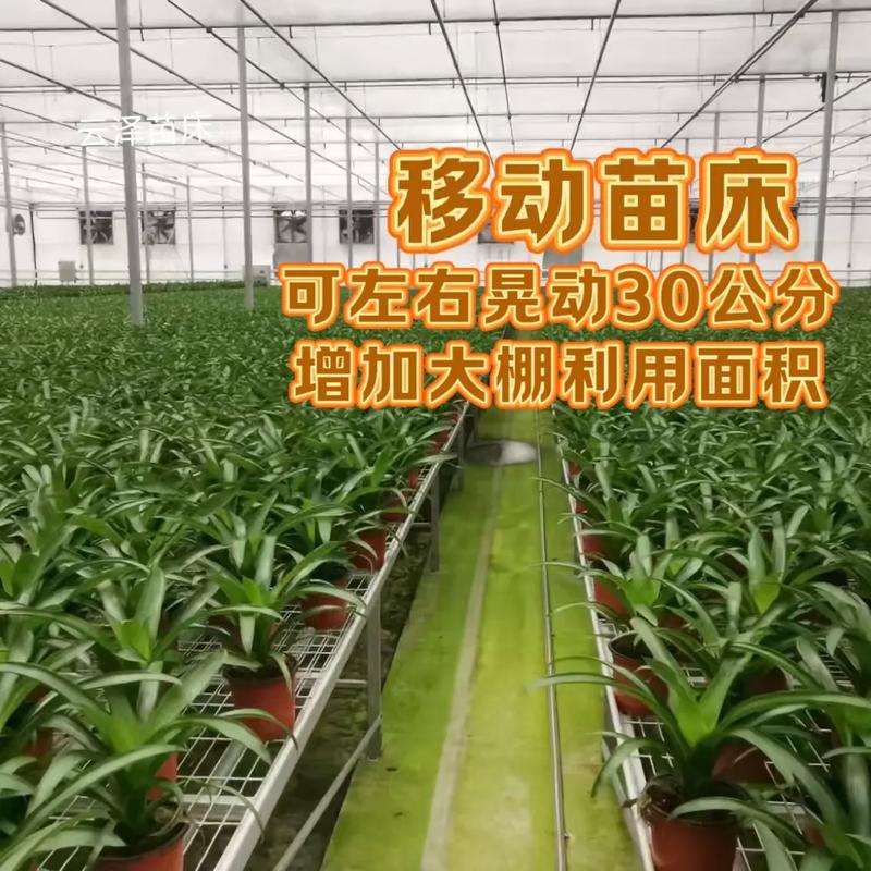 冠腾苗床产品示意图