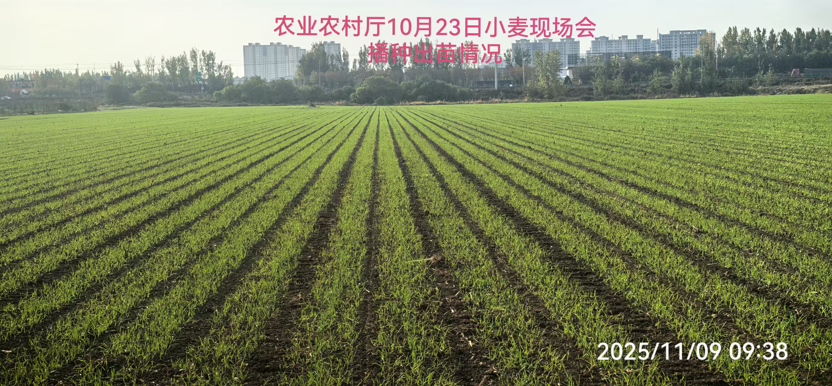 小麦匀播现场会